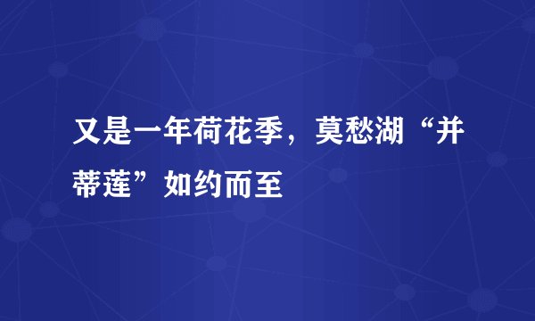 又是一年荷花季，莫愁湖“并蒂莲”如约而至