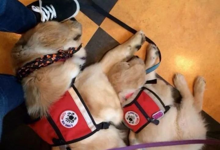 河南南阳超奶警犬被抱着排队吃药,这些警犬有多可爱?