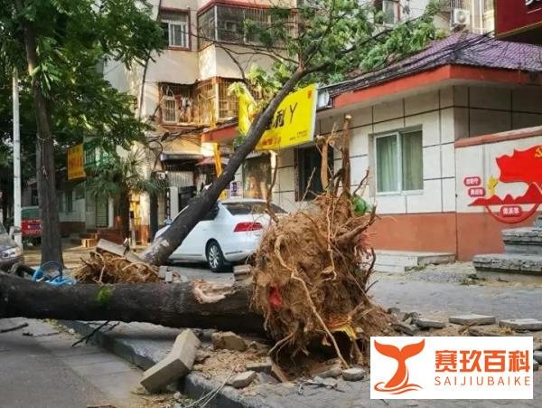 太心痛了河南突降极致大风，路灯被吹倒又间接砸死路人