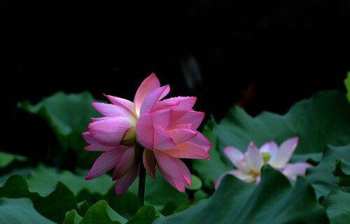 双生莲的花语和寓意
