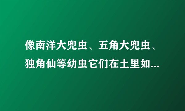 像南洋大兜虫、五角大兜虫、独角仙等幼虫它们在土里如何判断它们是否将要化蛹。。？