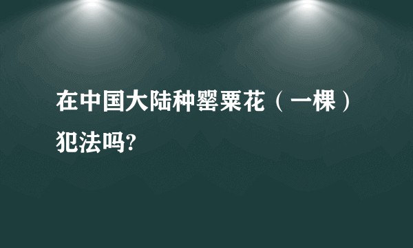 在中国大陆种罂粟花（一棵）犯法吗?